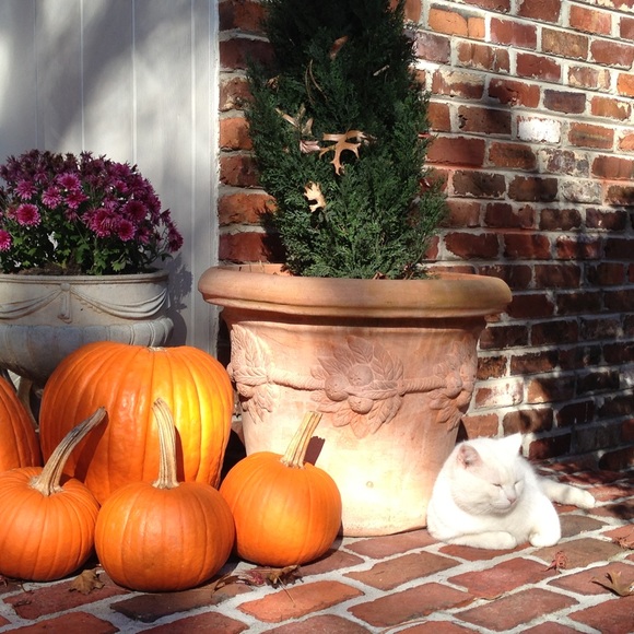 Snow Kitty - Picture 2 of 2